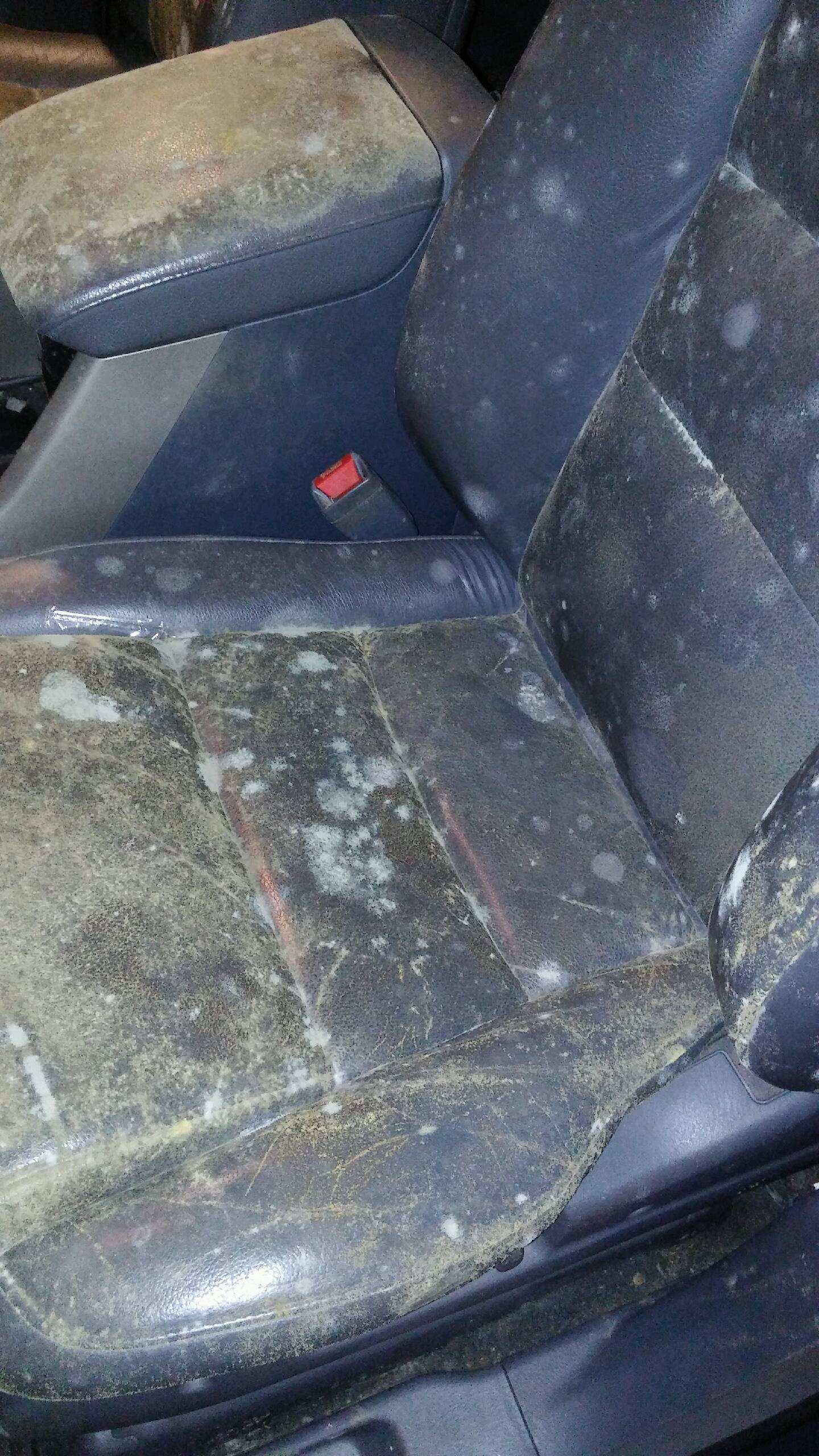 how to remove mold from a car carpet